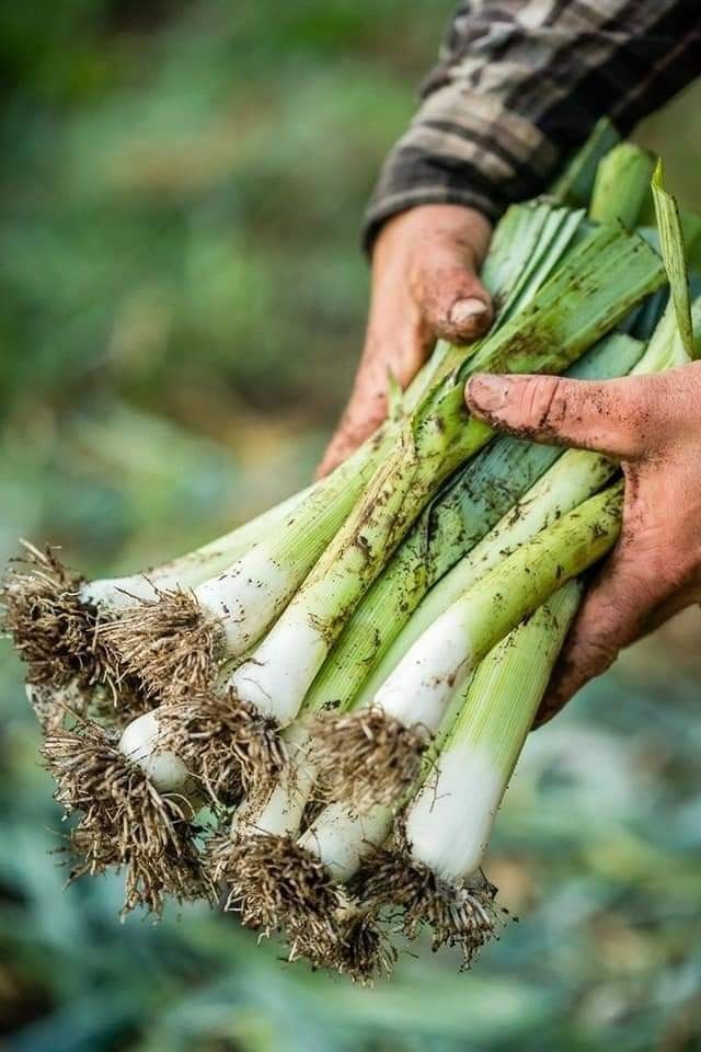Direct Farm Sourcing - Meridian Maritime